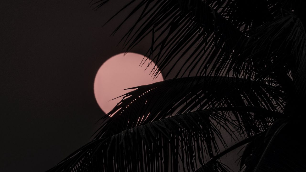 Wallpaper moon, palm tree, silhouettes, night, dark