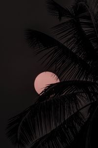 Preview wallpaper moon, palm tree, silhouettes, night, dark