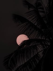 Preview wallpaper moon, palm tree, silhouettes, night, dark