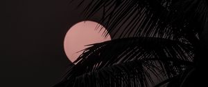 Preview wallpaper moon, palm tree, silhouettes, night, dark