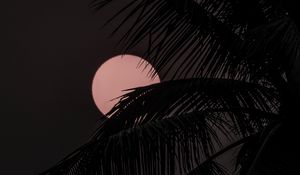 Preview wallpaper moon, palm tree, silhouettes, night, dark