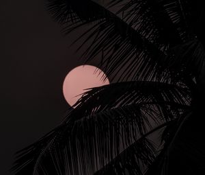 Preview wallpaper moon, palm tree, silhouettes, night, dark
