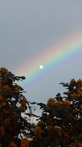 Preview wallpaper moon, rainbow, tree, branches, berries, twilight