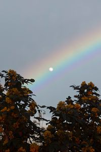 Preview wallpaper moon, rainbow, tree, branches, berries, twilight