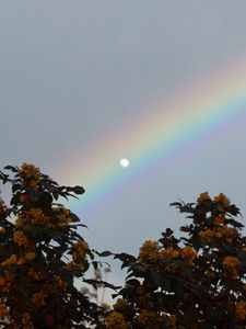 Preview wallpaper moon, rainbow, tree, branches, berries, twilight