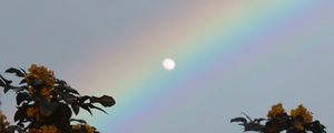 Preview wallpaper moon, rainbow, tree, branches, berries, twilight