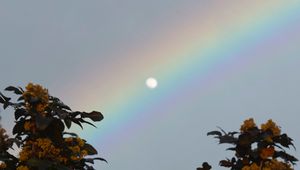 Preview wallpaper moon, rainbow, tree, branches, berries, twilight