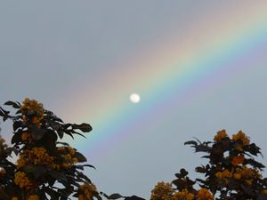 Preview wallpaper moon, rainbow, tree, branches, berries, twilight