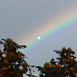 Preview wallpaper moon, rainbow, tree, branches, berries, twilight