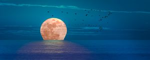 Preview wallpaper moon, sea, night, birds