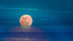 Preview wallpaper moon, sea, night, birds