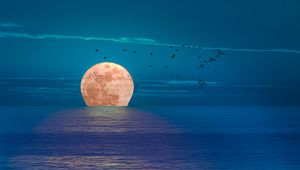 Preview wallpaper moon, sea, night, birds