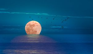 Preview wallpaper moon, sea, night, birds