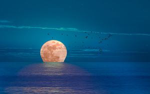 Preview wallpaper moon, sea, night, birds
