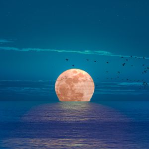 Preview wallpaper moon, sea, night, birds