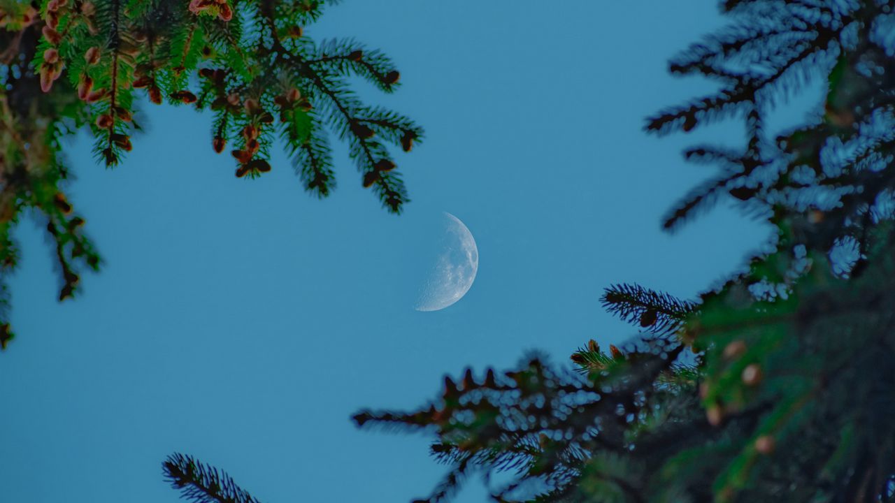 Wallpaper moon, sky, branches, needles