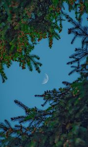 Preview wallpaper moon, sky, branches, needles