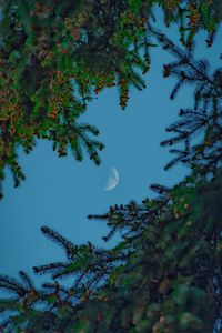 Preview wallpaper moon, sky, branches, needles