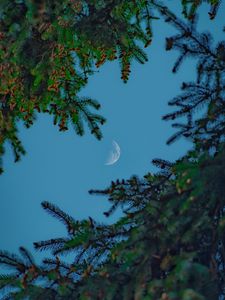 Preview wallpaper moon, sky, branches, needles