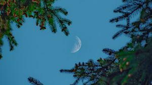 Preview wallpaper moon, sky, branches, needles
