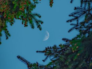 Preview wallpaper moon, sky, branches, needles
