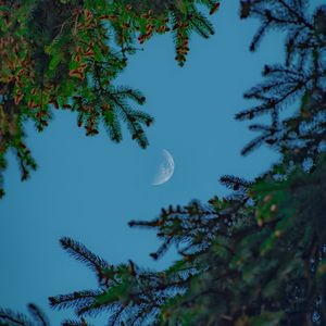 Preview wallpaper moon, sky, branches, needles