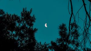 Preview wallpaper moon, spruce, branches, night