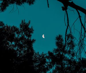 Preview wallpaper moon, spruce, branches, night