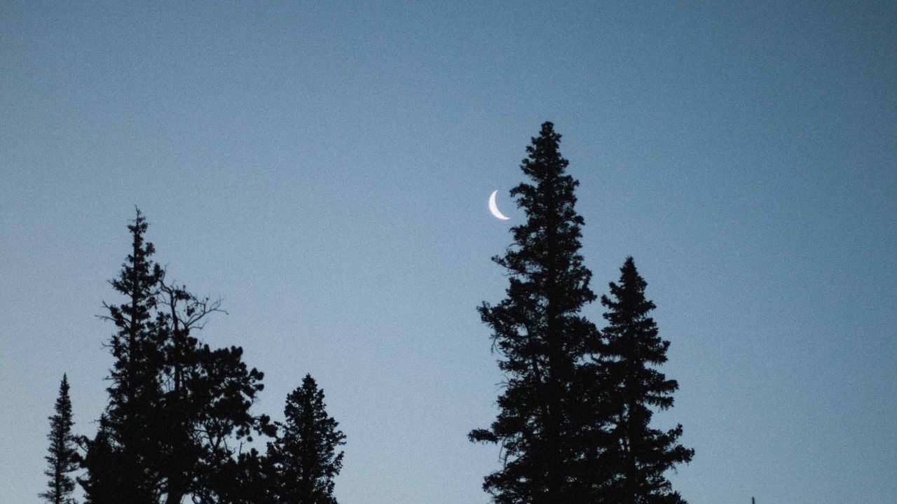 Wallpaper moon, spruce, evening, trees
