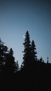 Preview wallpaper moon, spruce, evening, trees