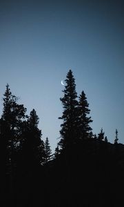 Preview wallpaper moon, spruce, evening, trees