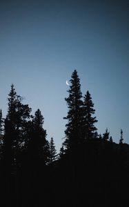 Preview wallpaper moon, spruce, evening, trees