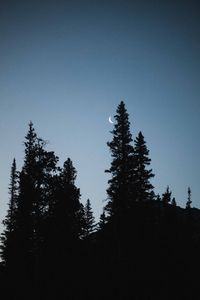 Preview wallpaper moon, spruce, evening, trees