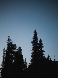 Preview wallpaper moon, spruce, evening, trees