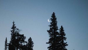 Preview wallpaper moon, spruce, evening, trees