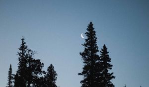 Preview wallpaper moon, spruce, evening, trees