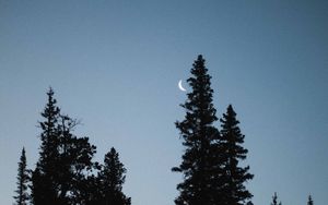 Preview wallpaper moon, spruce, evening, trees