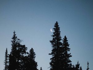 Preview wallpaper moon, spruce, evening, trees