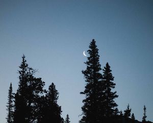 Preview wallpaper moon, spruce, evening, trees