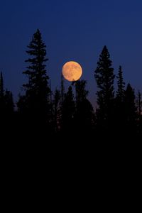 Preview wallpaper moon, spruce, trees, night