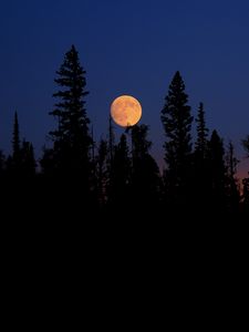 Preview wallpaper moon, spruce, trees, night