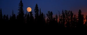 Preview wallpaper moon, spruce, trees, night