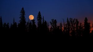 Preview wallpaper moon, spruce, trees, night