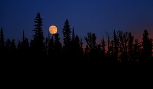 Preview wallpaper moon, spruce, trees, night