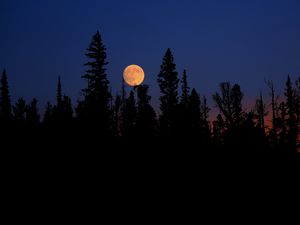Preview wallpaper moon, spruce, trees, night