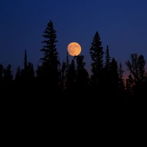 Preview wallpaper moon, spruce, trees, night