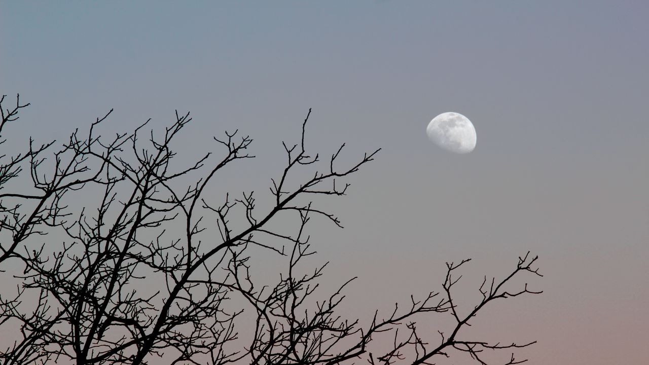 Wallpaper moon, tree, branches, sky