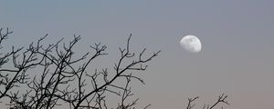 Preview wallpaper moon, tree, branches, sky