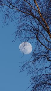 Preview wallpaper moon, tree, branches, sky, twilight