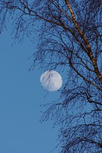 Preview wallpaper moon, tree, branches, sky, twilight